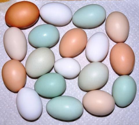 gallina araucana huevos azules gallina araucana huevos azules