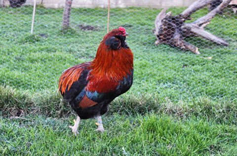 gallina araucana gallina araucana