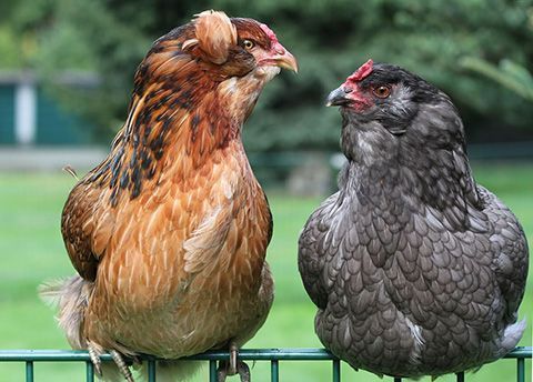 gallinas mapuche gallinas mapuche